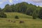 Pasture with large horned animals. Meadow in the alps of Durmitor Montenegro with Alpine cows chewing green grass