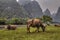 Pasture meadows in rural China, red cows graze in Guangxi.