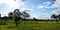 Pasture of oaks and green meadow with blue sky splashed with clouds 3