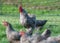 Pasture raised chickens