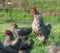 Pasture raised chickens