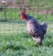 Pasture raised chickens