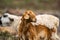 Pasture with sheep in the village. Herd with