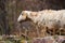 Pasture with sheep in the village. Herd with