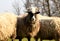 Pasture with sheep in the village. Herd with sheep on a farm in field. Sheep`s gaze. Herds in rural area. Ewe during grazing.