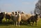 Pasture with sheep in the village. Herd with sheep on a farm in field. Sheep`s gaze. Herds in rural area. Ewe during grazing.