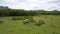 Pastureland with buffaloes herd eating grass aerial view