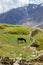 Pastureland in Himalayas