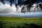 Pastures in shadows of ironwood trees on Kohala Mountain Road, W