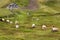 Pastures of Sheep on the Grossglockner High Alpine Road