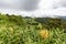 Pastures and tropical plants