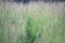 A pat through the wild summer meadow