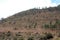 The Patacancha mountainside with various trees, shrubs and grasses in the Andes mountains of Peru