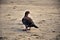 Patagioenas picazuro standing on the beach sand