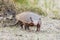 Patagonia armadillo close up portrait