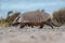 Patagonia armadillo close up portrait