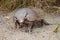 Patagonia armadillo close up portrait