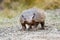 Patagonia armadillo close up portrait