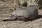 Patagonia armadillo tail close up portrait