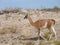 Patagonia camel, Guanaco