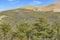 Patagonia Forest Landscape, El Chalent, Argentina