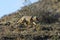 Patagonia Grey Fox, Pseudalopex griseus, Torres del Paine