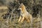 Patagonia Grey Fox, Pseudalopex griseus, Torres del Paine