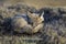 Patagonia Grey Fox, Pseudalopex griseus, Torres del Paine National Park,