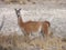 Patagonia Guanaco