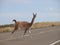 Patagonia Guanaco on the road