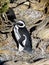 Patagonia, view of the Atlantic Ocean with its wildlife of penguins