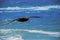 A Patagonian big eagle, flying with its long wings over the blue sea and sky near Tierra del Fuego-Argentina