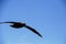 A Patagonian big eagle, flying with its long wings over the blue sea and sky near Tierra del Fuego-Argentina