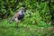 Patagonian bird, Road of the Seven Lakes, Argentina