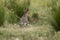 Patagonian cavi in grassland environment ,