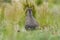 Patagonian cavi in grassland environment ,