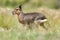 Patagonian cavi in grassland environment , La Pampa Province,