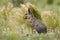 Patagonian cavi in grassland environment , La Pampa Province,