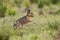 Patagonian cavi in grassland environment , La Pampa Province,