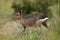 Patagonian cavi in grassland environment , La Pampa Province,