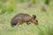 Patagonian cavi in grassland environment , La Pampa Province,