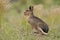 Patagonian cavi in Pampas grassland environment,