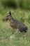 Patagonian cavi, Patagonia Mara, Peninsula Valdes,