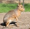 Patagonian cavy 3