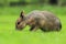 Patagonian cavy