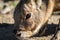 Patagonian Cavy closeup portrait