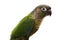 Patagonian Conure