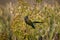 Patagonian Conure or Burrowing Parakeet, cyanoliseus patagonus, Adult standing on Branch