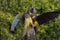 Patagonian Conure or Burrowing Parakeet, cyanoliseus patagonus bloxami, Pair