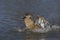 Patagonian Crested Duck displaying on a lake